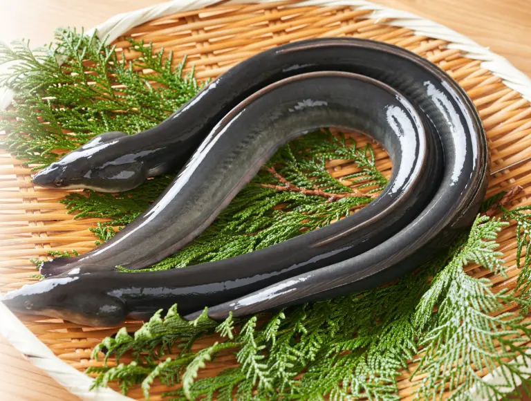 鰻